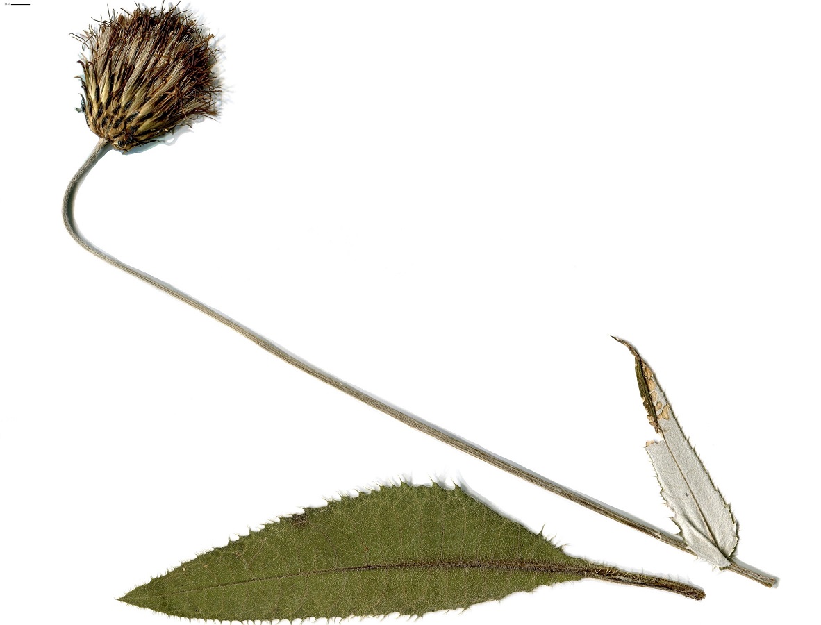 Cirsium heterophyllum (Asteraceae)